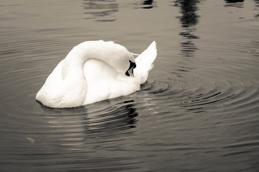 Swan in mono
