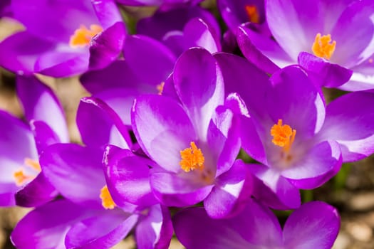 macro of one of the first spring flowers in spring garden