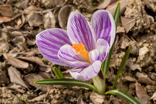 macro of one of the first spring flowers in spring garden