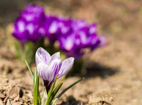 macro of one of the first spring flowers in spring garden
