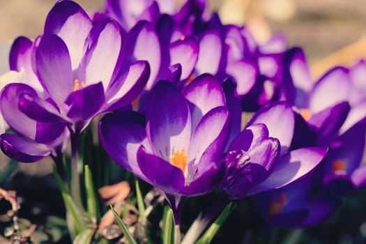 macro of one of the first spring flowers in spring garden in retro color effect