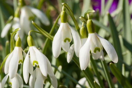 first flower Galanthus Snowdrop bloom in spring garden 