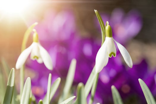 first flower Galanthus Snowdrop bloom in spring garden with violet flower background and sunlight