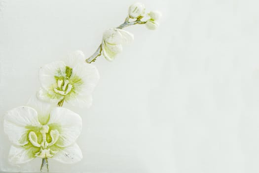 abstract spring background with flowers and space for text