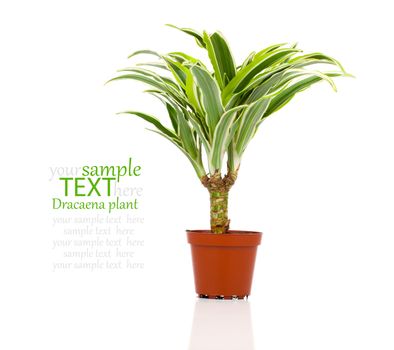 Dracaena fragrans (cornstalk dracaena) isolated on a white background