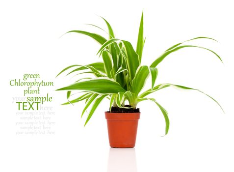 green Chlorophytum plant in the pot
