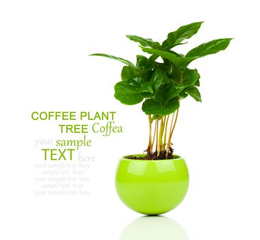 coffee plant tree growing seedling in soil pile isolated on white background