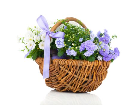 blue and white Campanula terry flowers in the wicker basket, isolated on white background