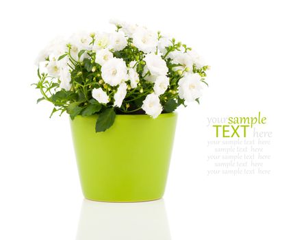 Campanula terry flowers, on a white background.