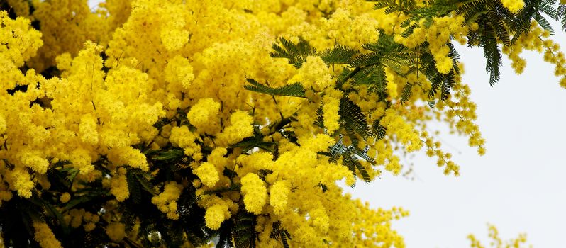 Beauty Yellow Lush Foliage Flowering Mimosa with Leafs closeup on Cloudy Sky background