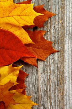 Frame of Red, Orange and Brown Autumn Leafs isolated on Rustic Wooden background