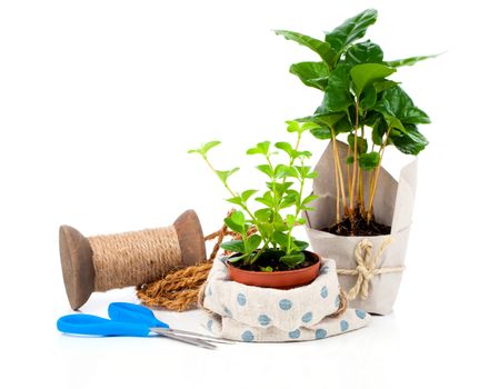 young plants in the package offered for sale, isolated on white background