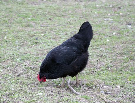 Black chicken running for their business