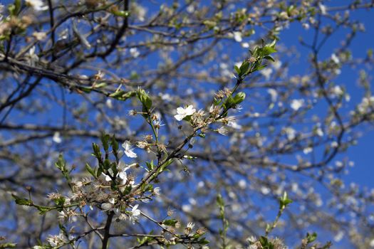 Blooming branch of apple tree with many flowers over blue sky