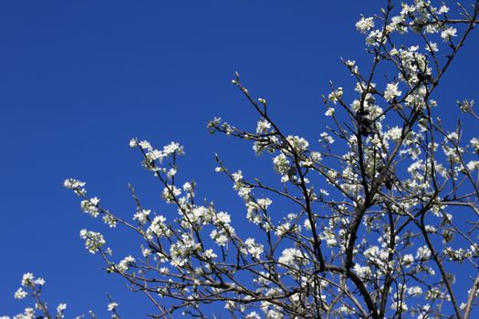 Blooming branch of apple tree with many flowers over blue sky