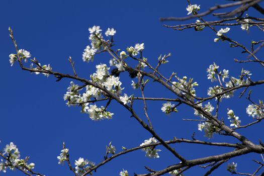 Blooming branch of apple tree with many flowers over blue sky