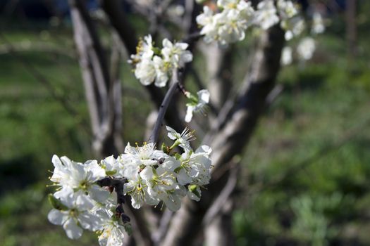 Blooming  apple tree branch on a background of the rural landscape.