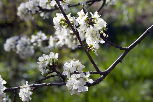 Blooming  apple tree branch on a background of the rural landscape.