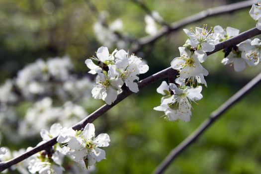 Blooming  apple tree branch on a background of the rural landscape.