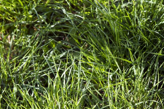Springtime, fresh green grass lawn  on background