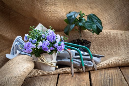 Campanula terry flowers with gardening tools, on sackcloth, on wooden background