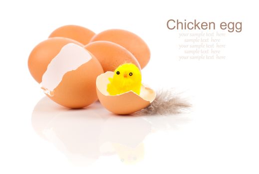 broken egg with chicken, on white background