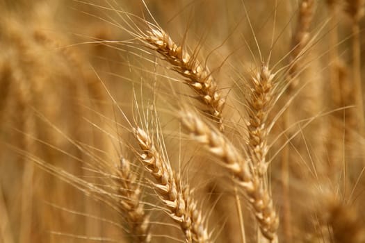 Yellow grain ready for harvest growing in farm field