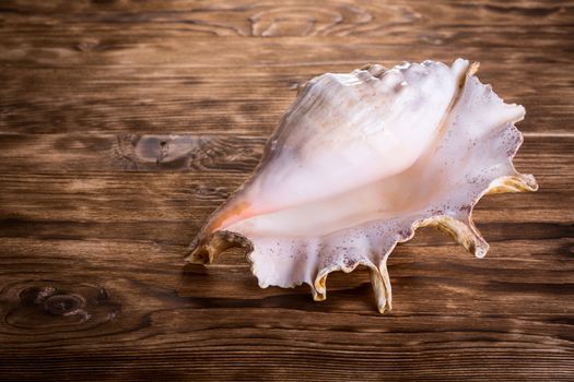 Sea shell isolated on wooden background