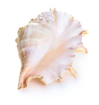 Sea shell isolated on white background