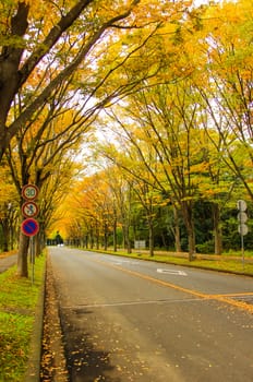 Tunnel from trees growing and road path