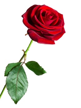 Single red rose isolated on white background