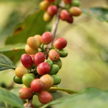 Coffee beans with branch on the tree