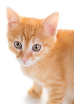 Red cute little kitten isolated on white background