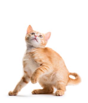 Red cute little kitten isolated on white background