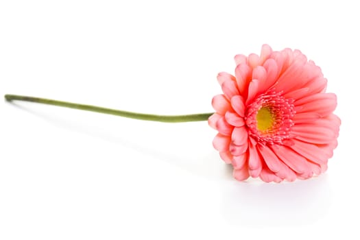 Pink daisy flower isolated on white background