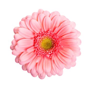 Pink daisy flower isolated on white background