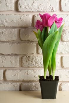 Pink tulips on wooden table over brick wall background