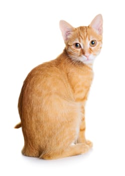Red cat isolated on white background