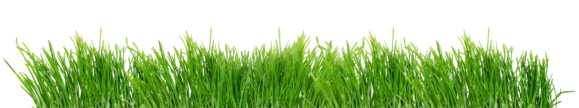 Fresh spring green grass isolated on white background