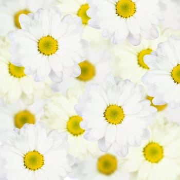 White flower spring background