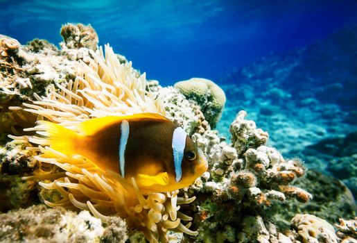 Clown fish with wind flower underwater
