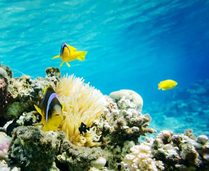 Clown fish with wind flower underwater