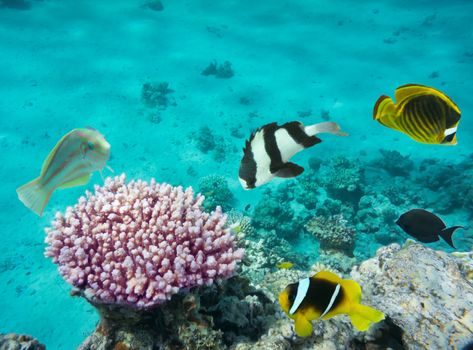 Coral fishes with underwater background