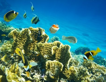 Coral fishes with underwater background