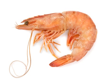 Fresh shrimp isolated on white