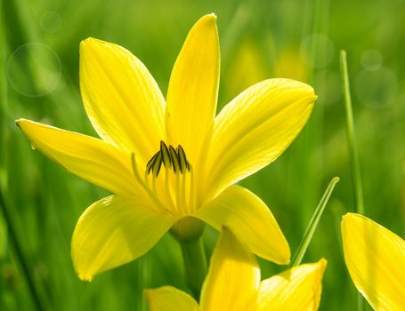 Lily flower, yellow on green background