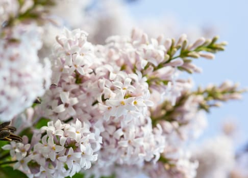 Just blooming lilac flowers over blue sky background. Macro photo.