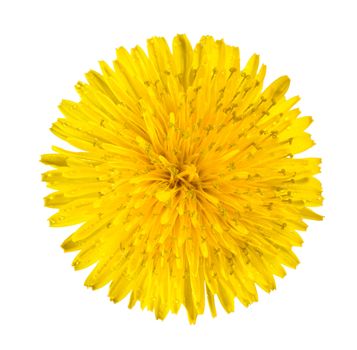Yellow dandelion isolated on white