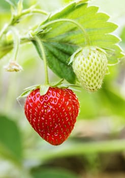 Organic strawberries field  