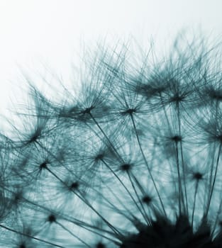 Closeup view of dandelion seeds